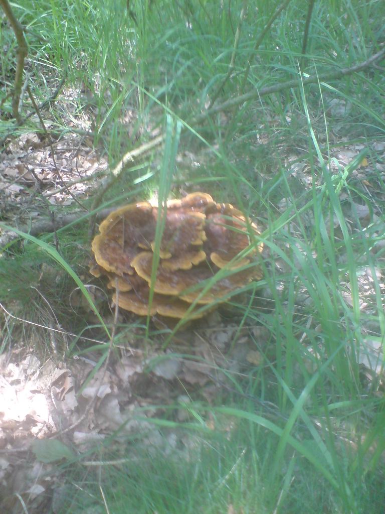 Lesklokorka lesklá (Ganoderma lucidum) (4)