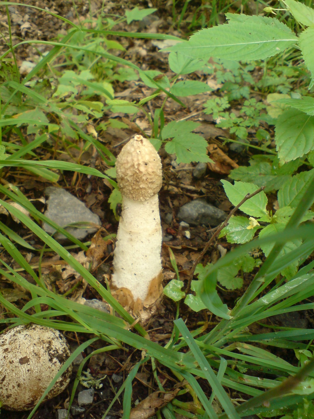 Hadovka smrdutá (Phallus impudicus)5