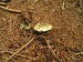Holubinka trávozelená (Russula aeruginea)  (2)