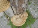 Choroš šupinatý (Polyporus squamatus)  (2)