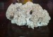 Kotrč kadeřavý (Sparassis crispa)  (3)