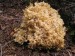 Kotrč kadeřavý (Sparassis crispa)  (4)