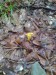 Liška obecná (Hygrophoropsis aurantiaca) (6)