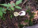 Pestřec obecný (Scleroderma citrinum)