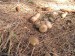 Pýchavka huňatá (Lycoperdon umbrinum) (2)