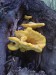 Sírovec žlutooranžový (Laetiporus sulphureus) (3)