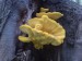 Sírovec žlutooranžový (Laetiporus sulphureus) (4)