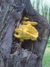 Sírovec žlutooranžový (Laetiporus sulphureus) (5)