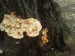 Sírovec žlutooranžový (Laetiporus sulphureus)