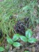 Stroček trubkovitý (Craterellus cornucopioides)  (7)