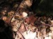 Špička česneková (Marasmius scorodonius) (1)