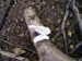 Březovník obecný (Piptoporus betulinus)  (1)