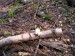 Březovník obecný (Piptoporus betulinus)