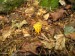 Krásnorůžek lepkavý (Calocera viscoza) (4)