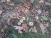 Prašivka - Pýchavka hruškovitá (Lycoperdon pyriforme) (8)
