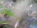 Prašivka - Pýchavka huňatá (Lycoperdon umbrinus) (1)