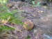 Prašivka - Pýchavka huňatá (Lycoperdon umbrinus) (2)