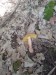 Šafránka červenožlutá (Tricholomopsis rutilans)  (12)
