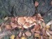 Šupinovka zhoubná (Pholiota destruens) (4)