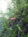 Muchomůrka červená (Amanita muscaria) (2)
