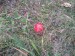 Muchomůrka červená (Amanita muscaria) (5)