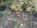 Muchomůrka červená (Amanita muscaria) (6)