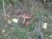 Muchomůrka červená (Amanita muscaria) (7)