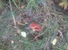 Muchomůrka červená (Amanita muscaria) (8)