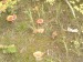 Muchomůrka červená (Amanita muscaria) (11)