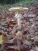 Muchomůrka zelená (Amanita phalloides) (1)