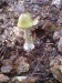Muchomůrka zelená (Amanita phalloides) (5)
