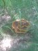 Lesklokorka lesklá (Ganoderma lucidum) (3)